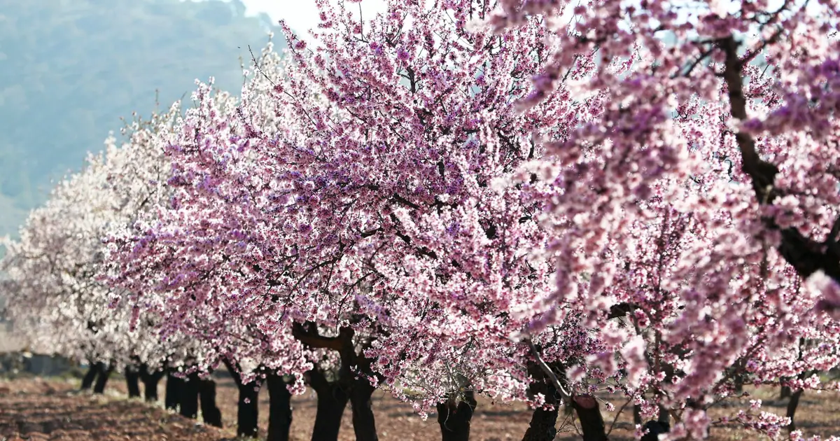 Fiesta del Cerezo en Flor 2023 del 17 de marzo al 1 de abril