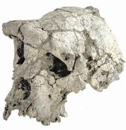 En la imagen, restos fosilizados del cráneo de «Toumai», que tiene siete millones de años de antigüedad. Ap