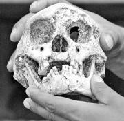 Restos de un Homo floresiensis hallados en la isla indonesia de Flores. REUTERS