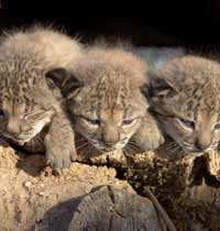 Los linces nacidos en cautividad: dos hembras y un macho