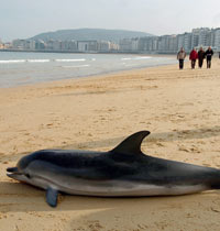 Un delfín varado en la playa de La Concha