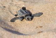 ABC  Una de las crías de tortuga boba, en su camino para adentrarse en el mar