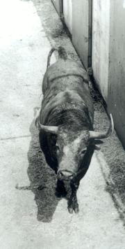 Recordando a Potrico de Pablo Romero