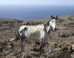Ocho caballos se están muriendo de hambre y sed en el sur de la isla de La Gomera
