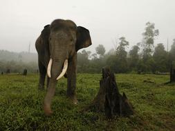 Los elefantes, al igual que los humanos, rechazan hablar con desconocidos