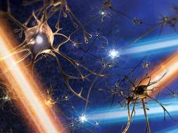 Identifican las bases neurales de la conformidad social
