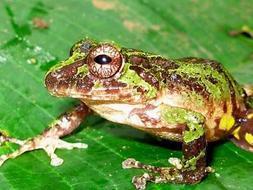 Descubren diez nuevas especies de anfibios en Colombia