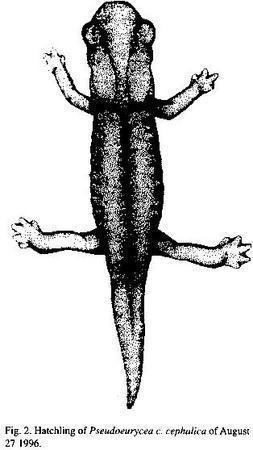 Salamandras, otra misteriosa desaparición en Centroamérica