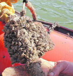 «Biobalas» contra el mejillón cebra