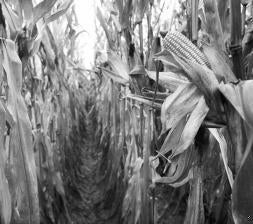 El mito de los transgénicos se derrumba