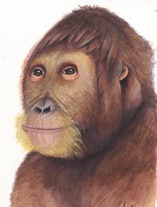 Paleontólogos catalanes dicen haber descubierto una nueva especie de homínido de 12 millones de años