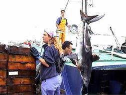 Los españoles comen tiburón sin saberlo