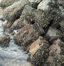 El mejillón cebra se extiende tras fracasar los caros planes y proyectos para frenar la plaga