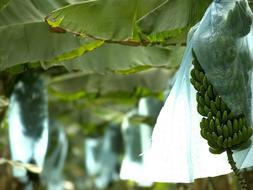 Canarias no permitirá que el Gobierno deje «tirado» al sector platanero