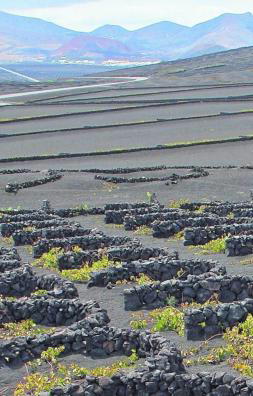 Los viticultores de La Geria alzan la voz