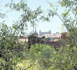 El árbol del tábaco «invade» Toledo