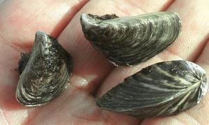 Millones de euros para acabar con el molusco inquilino del río Ebro