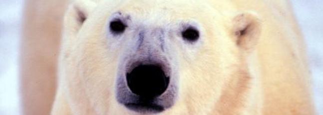 Tigres, osos polares y atún rojo, entre las especies más amenazadas