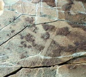 Las huellas más antiguas del mundo