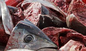 Japón consigue que CITES rechace las prohibiciones sobre el comercio de especies marinas