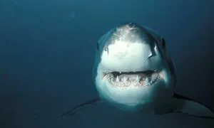 ¡Récord!: «Shack» alcanza los 1.200 metros de profundidad