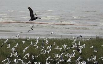 AP  Un pelícano marrón y una bandada de gaviotas en la reserva natural protegida de Pass a Loutre, con las barreras flotantes al fondo