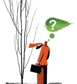 Brotes verdes: SE BUSCA