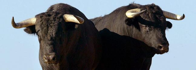 Nace de una vaca lechera el primer toro español clonado