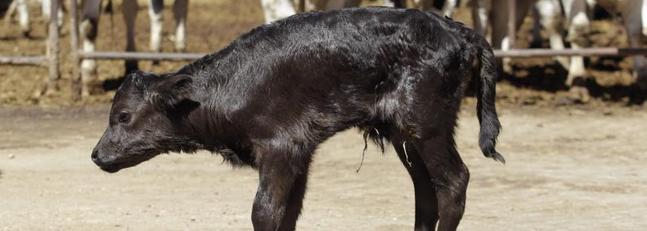 El primer toro de lidia clonado abre puerta a los bancos de tejido de animales en extinción