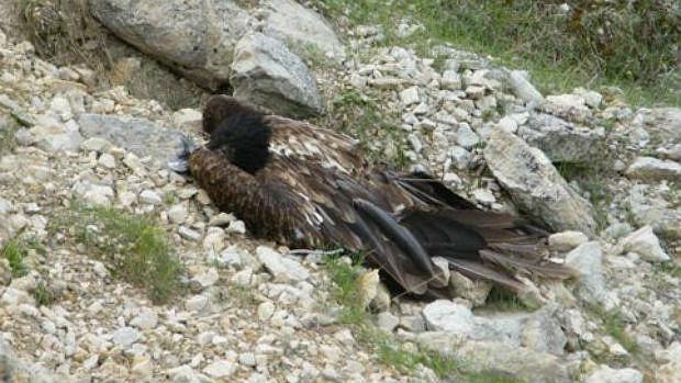 Uno de los quebrantahuesos envenenado en la Sierra de Castril