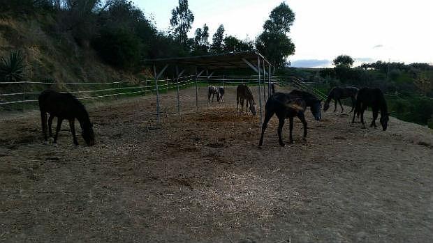 Algunos de los caballos rescatados hace tres años en Marbella / ABC