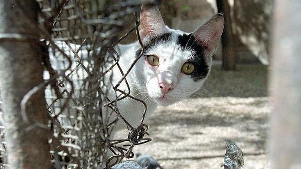 Los alimentadores de gatos tendrán que registrarse en el Ayuntamiento