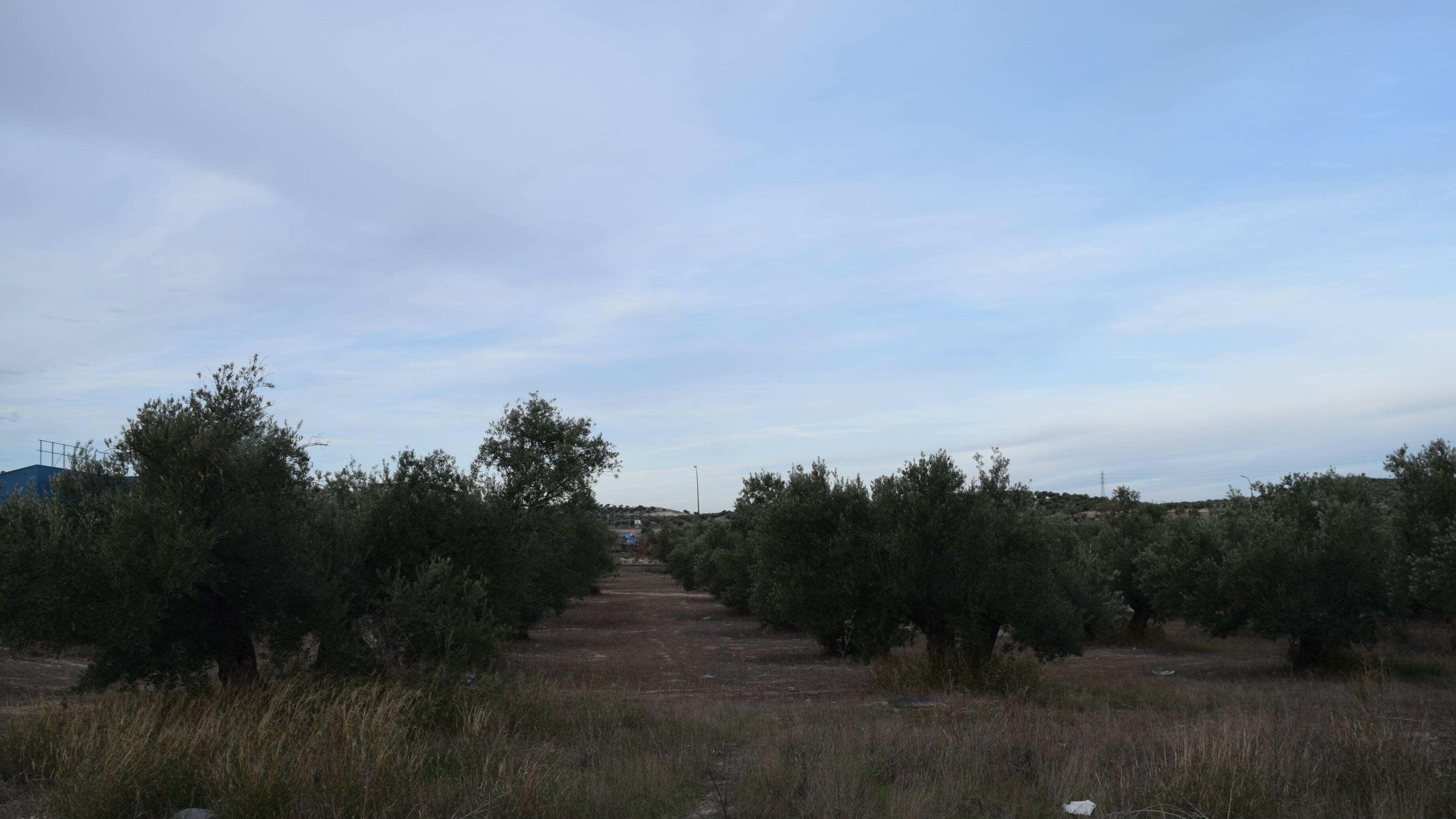 Jaén cuenta con 60 millones de olivos.