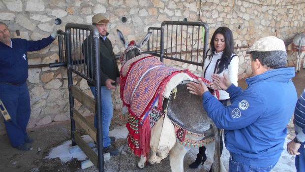 La concejala de Movilidad y Transportes, Nuria Rodríguez, observa las barandillas para los burros / ABC