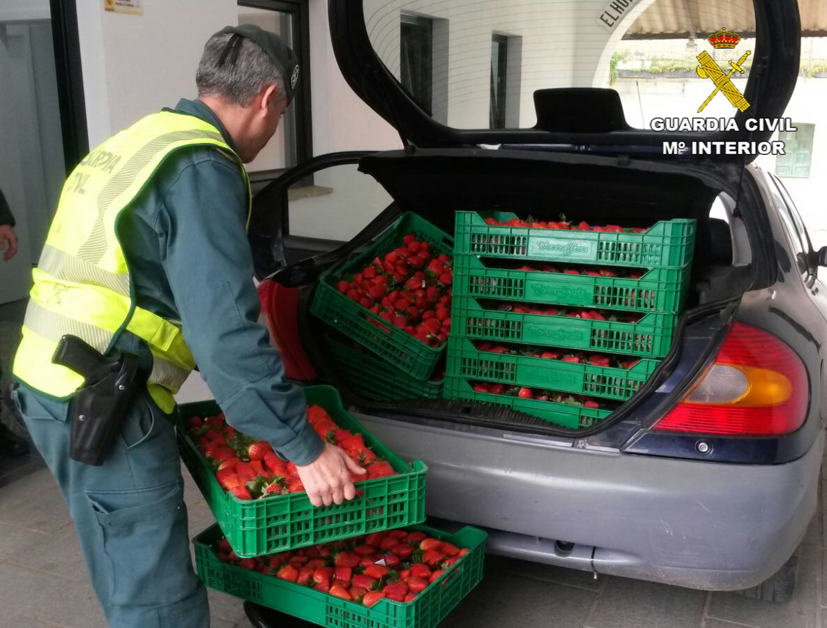 Un agente carga las cajas de fresa robadas