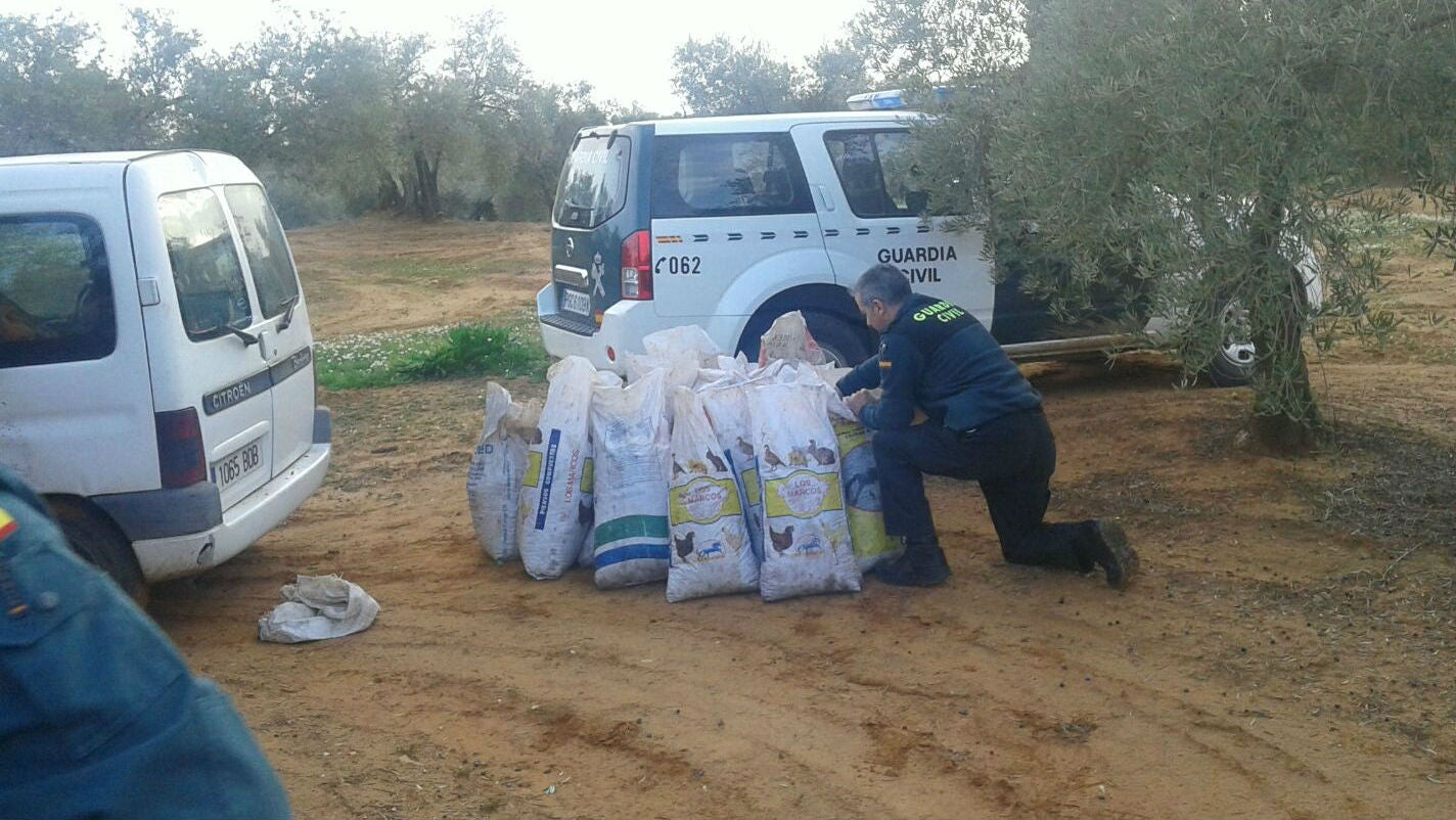 Un agente junto a los sacos de aceituna que se ha incautado la Guardia Civil durante la operación