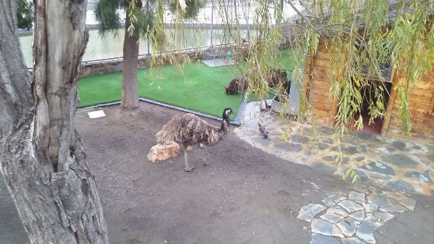 Animales en el Parque del Oeste de Málaga / ABC