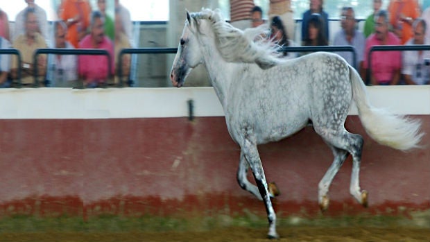 Varias citas con el mundo del caballo en Jerez