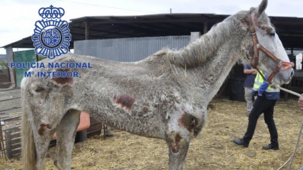 Uno de los equinos que estaba en situación de abandono