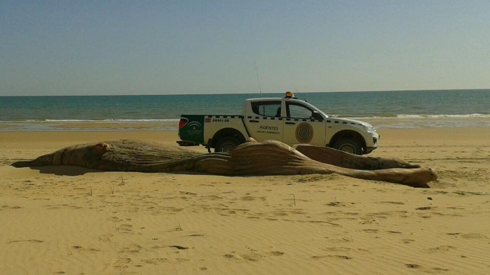 Aparece otra ballena muerta en las playas de Doñana