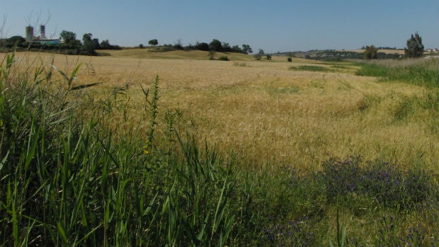 Trigal en las cercanías de Estella