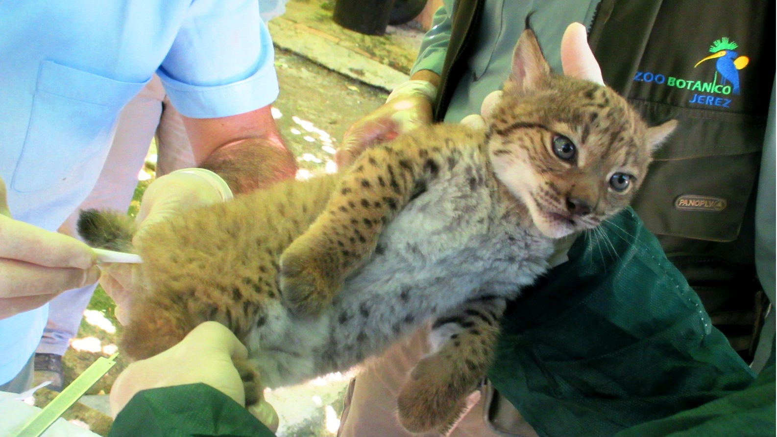 Uno de los linces ibéricos en el momento de su chequeo