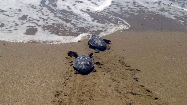 Dos de los ejemplares de tortuga boba liberados