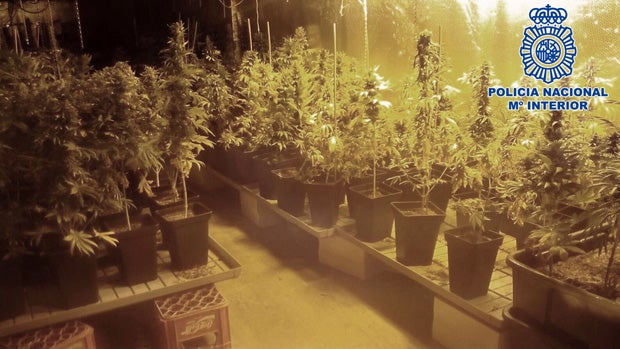 Plantas de marihuana cultivadas en la vivienda