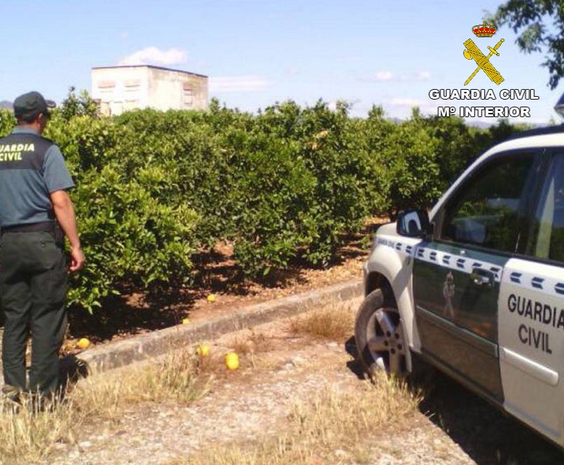 Un agente junto a un campo de naranjos