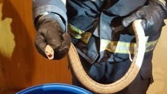 La serpiente, tras ser capturada por los bomberos