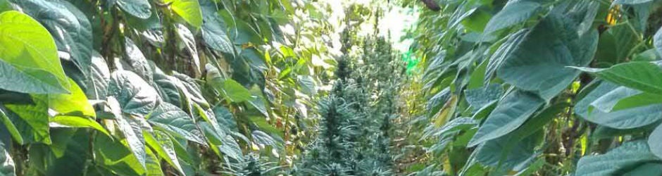 La Guardia Civil ha incautado 1.278 plantas de cannabis en la plantación