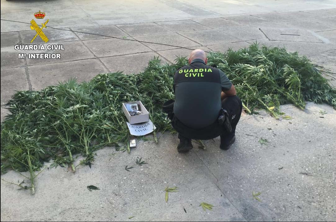 Descubren una plantación de marihuana en Huelva por el fuerte olor que desprendía