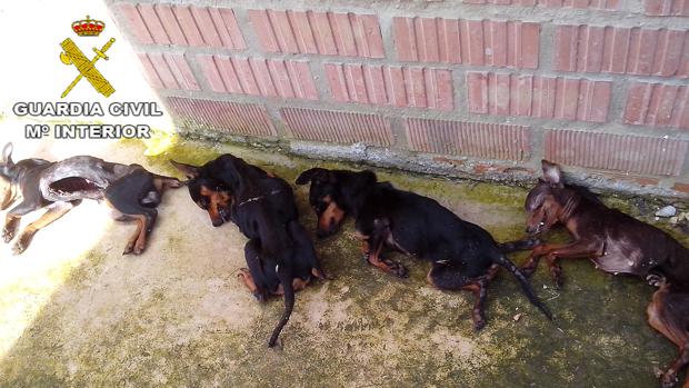 Algunos de los perros encontrados muertos por la Guardia Civil en la residencia