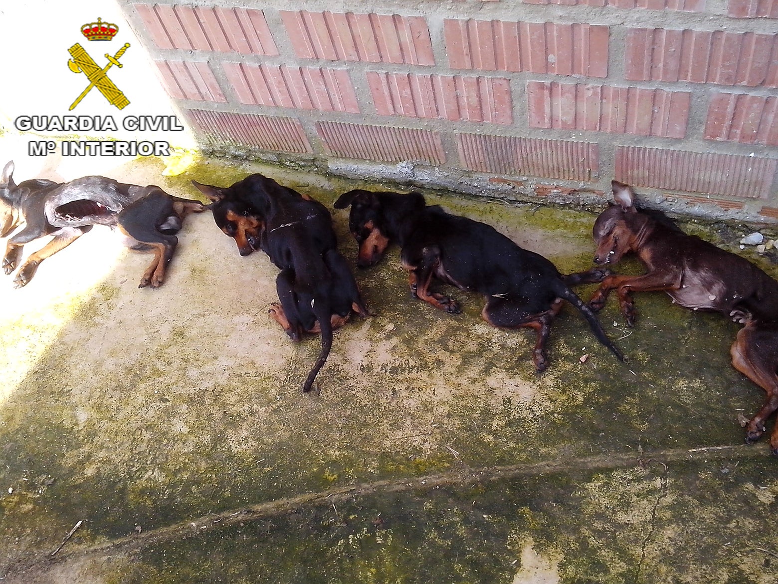 Algunos de los perros encontrados muertos por la Guardia Civil en la residencia